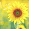 Sunflower - 向日葵（ひまわり）