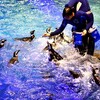 実は午前中が狙い目！？すみだ水族館のペンギンのごはんタイムを見に行こう！