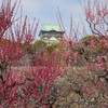 大阪城公園の梅