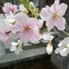 桜も人も、十人十色