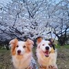 桜🌸満開＋インターペット
