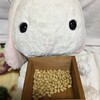 うさ次郎の豆まき！福を呼び込む方法！