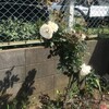 薔薇