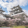 桜・伊賀上野城〜芭蕉の森桜〜西蓮寺桜