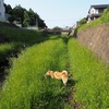 今日の柴犬の小麦さん