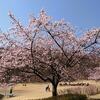 みかも山公園 かたくりの園