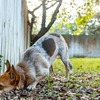 専門家に相談して小型犬の行動問題を解消