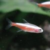 熱帯魚 観賞魚 アルビノカージナルテトラ　2匹セット