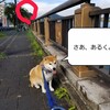 のんびりと犬山城周辺を朝散歩しよう。