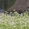 つぶやき～高山市のそばの花！