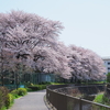 桜まみれの土曜日・前編