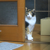 仲間に入りたい