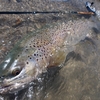 ニュージーランドに釣りに行くのなら、長野県で充分なのではないか。