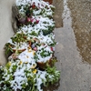 春の雪でした
