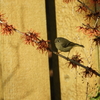 Ruby-crowned Kinglet 