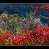 冬桜と紅葉