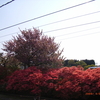 片岡駅のつつじ写真追加