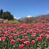 【長野・安曇野】2025国営アルプスあづみの公園の桜・チューリップ・菜の花の見頃はいつ？満開の春景色をたのしめるよ！