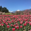 国営アルプスあづみの公園、チューリップと菜の花が見頃だよ。2017春