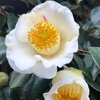 白椿〈230209〉White camellia