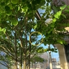 今年も登場⭐︎おにやんま君⭐︎