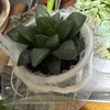 デコるなら自分よりデジタル機器とか鉢植えとかを真っ先にやりたくなる