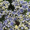 雨に映える　紫陽花　御朱印