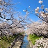 高田千本桜