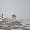 きれいなオオソリハシシギ