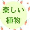 ニンジンの水耕栽培と放置組の多肉植物と。