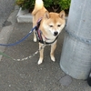 ６月の写真から、だよ