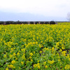 琵琶湖岸の菜の花畑