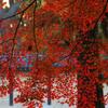 路地裏紅葉2014～「京都御所つづき・・」