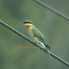 Blue-tailed Bee-eater ハリオハチクイ (インドの鳥その59)