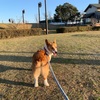 【犬とお出かけ】山崎公園【GoPro Hero8】