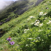 北岳の花花～梅雨明けの白根三山縦走②