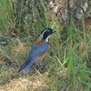 健康公園周辺の野鳥シリーズ⑮