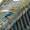 手賀沼公園で魚を狙うカワセミ