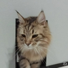 新築なのに虫が出る ハサミムシとキモムシ ゲジゲジムシ の侵入を100円で防ぐ ねこのおしごと
