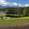 2025お花見、中山高原の菜の花・一本桜・幻の池