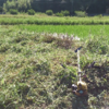 畦の草刈りを行いました！ヌートリアも逃げていきました（田植え後７週目）