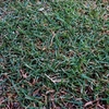 芝の成長記録 - その1