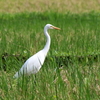 田んぼの中のチュウサギ