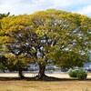 2024年11月28日（木）　「食べてるものだよ、ちゃんとバランス考えてるからね」