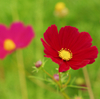コスモス（濃い色）