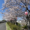 金光のお花見スポットの現状は？週末まだお花見は楽しめる？