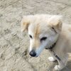 動物愛護センターの里帰りデー