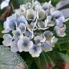ようやく、ひと雨…紫陽花色変わりとブルー小花の寄せ植え