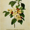 APPLE BLOSSOMS | りんごの花 Choices, Knowledge & Illumination