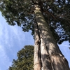 平山八幡神社の御神木の杉の木です。